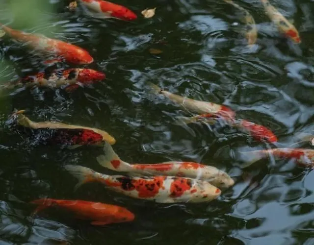 Orestay Garden Hạ Long